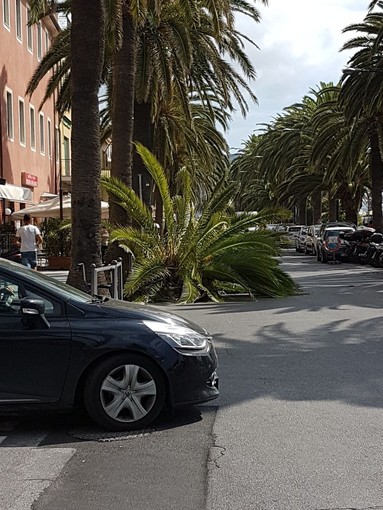 Palma "decapitata" piomba sul lungomare di Pietra Ligure
