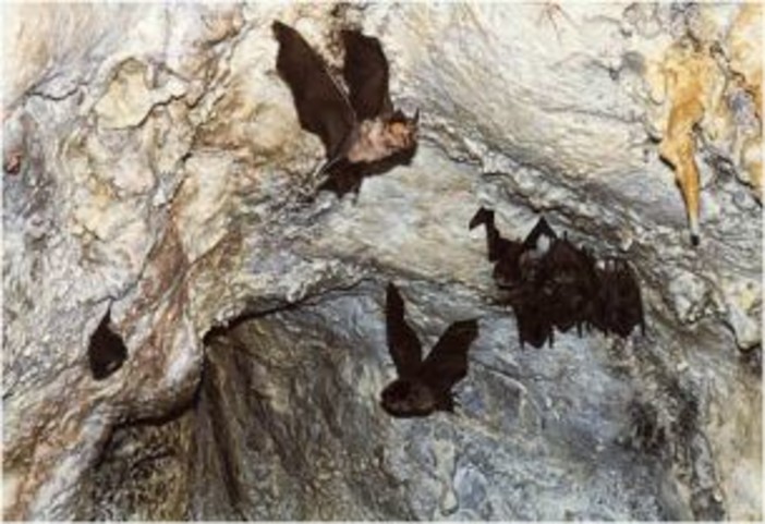 Varazze: a caccia di pipistrelli con l'ente parco del Beigua