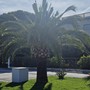 Ceriale, il punteruolo rosso arretra: le palme della passeggiata tornano a vegetare Ceriale, il punteruolo rosso arretra: le palme della passeggiata tornano a vegetare