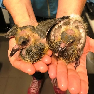 Nidi di volatili distrutti in provincia di Savona. L'Enpa recupera due colombi di pochi giorni