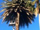 Albenga, salvate le palme in cura dal punteruolo rosso