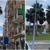 Verde pubblico a Borghetto S. Spirito: potatura per circa 90 esemplari di palma 'Washingtonia' Verde pubblico a Borghetto S. Spirito: potatura per circa 90 esemplari di palma 'Washingtonia'