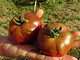 Il pomodoro nero di Seborga è stato riconosciuto dall'Arca del Gusto Mondiale