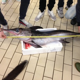 Pesce spada spagnolo sotto misura: sequestro della Capitaneria di Porto di Savona