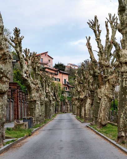 Altare, manutenzione del verde pubblico: interventi sui platani per sicurezza e decoro urbano