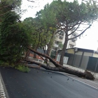 Albenga, pini caduti in via Einaudi. La minoranza attacca: "Penosa la risposta del vice sindaco Tomatis alla nostra mozione"