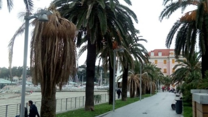 Varazze, approvato il progetto per la riqualificazione "vegetazionale" della passeggiata a mare