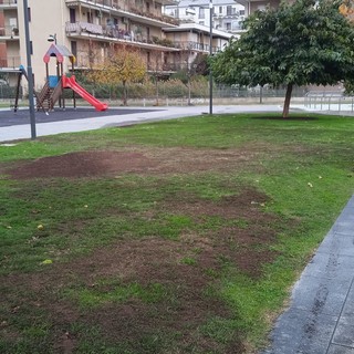 Albenga, ripristinato il manto verde nelle aiuole di piazza Tortora