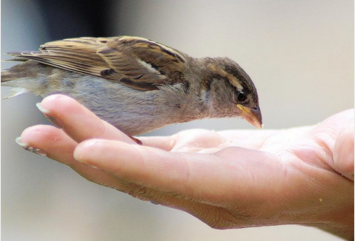 Freddo e gelo, anche i volatili hanno bisogno di un aiuto Freddo e gelo, anche i volatili hanno bisogno di un aiuto