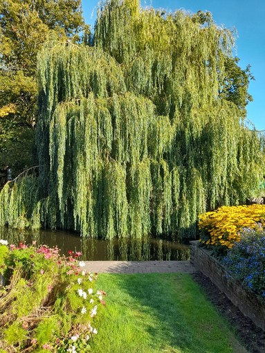 Potatura alberi Potatura alberi