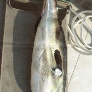 Pescato un 'pesce palla' a Capo Noli, stranezza su cui indagare