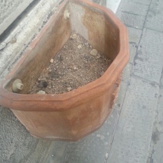 Furti di fiori a Finale: "Se continui a rubare le piantine a mia madre sarà l’unica cosa che potrai mangiare"