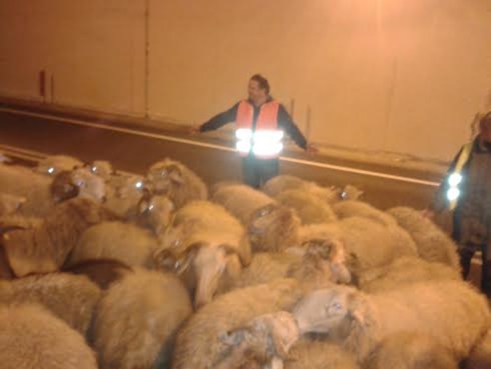 Alassio, quando un gregge di pecore invade l’Aurelia bis: traffico fermo per mezz'ora