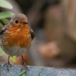 Foto di Enrico Ruggeri