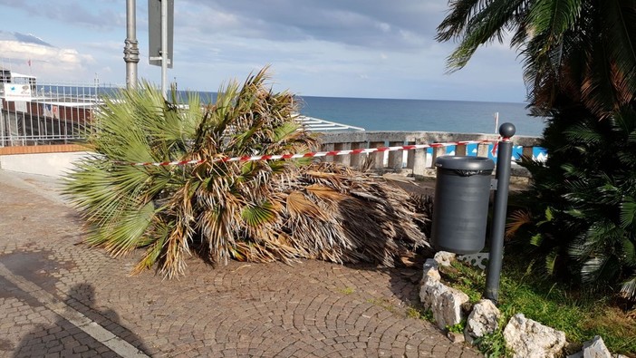 Celle, caduta una palma sul lungomare Crocetta