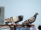 Allontanare i piccioni dai tetti Allontanare i piccioni dai tetti