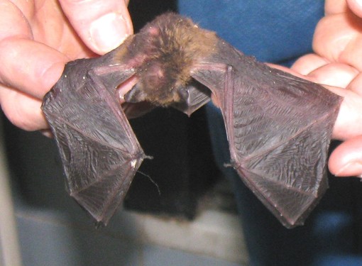 Il pipistrello soccorso Il pipistrello soccorso