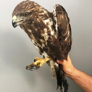 L'Enpa soccorre una poiana ferita alle zampe da un filo aereo