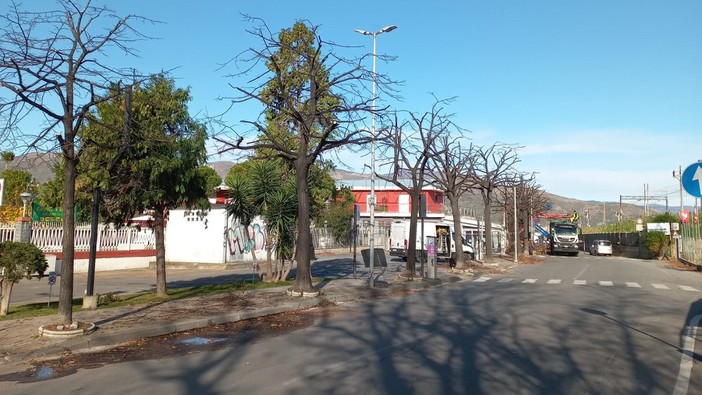 Albenga, avviate le potature in viale Che Guevara. Nei prossimi giorni altri interventi sul verde Albenga, avviate le potature in viale Che Guevara. Nei prossimi giorni altri interventi sul verde
