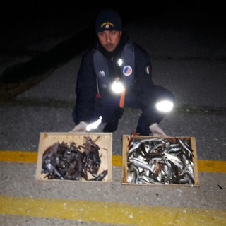 Andora, pesca a strascico in una zona vietata: intervento della Capitaneria di Porto di Loano