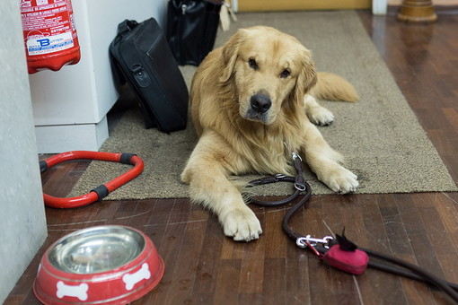 A Cairo un convegno sui 'Nuovi approcci della Pet Therapy in Liguria' A Cairo un convegno sui 'Nuovi approcci della Pet Therapy in Liguria'