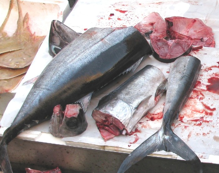 ENPA su Sale & Pesce di Andora: "manifestazione organizzata da una pletora di enti e con un grande sconfitto: l'Ambiente" ENPA su Sale & Pesce di Andora: "manifestazione organizzata da una pletora di enti e con un grande sconfitto: l'Ambiente"