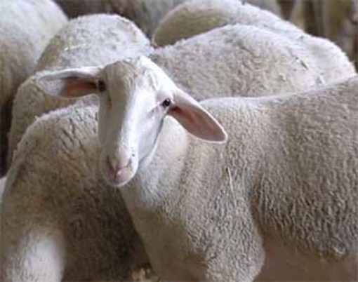 Casi di Blu Tongue in provincia di Savona e Genova: tutto ciò che c’è da sapere Casi di Blu Tongue in provincia di Savona e Genova: tutto ciò che c’è da sapere