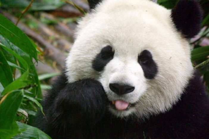 Un panda in Valbormida