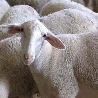 Casi di Blu Tongue in provincia di Savona e Genova: tutto ciò che c’è da sapere