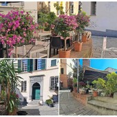 Savona, la "protesta verde" di piazza Vacciuoli: bouganville e palme al posto della quercia abbattuta Savona, la "protesta verde" di piazza Vacciuoli: bouganville e palme al posto della quercia abbattuta