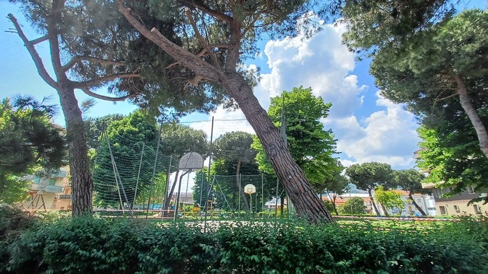 Piante abbattute ad Albisola, OSA e PAI: "Se pericolanti, perché l'intervento non si è anticipato d'inverno con meno rischi per i nidi?" Piante abbattute ad Albisola, OSA e PAI: "Se pericolanti, perché l'intervento non si è anticipato d'inverno con meno rischi per i nidi?"