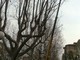 Albenga, proseguono i lavori di potatura degli alberi di Viale Italia