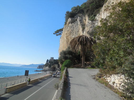 Punteruolo rosso, i Verdi: “C’è pericolo di caduta palme, servono interventi urgenti sulla via Aurelia”