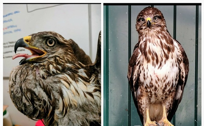 Ritrovata in mare in difficoltà aveva ingerito tanta acqua: poiana salvata al Cras di Cadibona