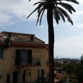 A Savona primo caso di puntuerolo rosso: piano di prevenzione tra Comune e ATA A Savona primo caso di puntuerolo rosso: piano di prevenzione tra Comune e ATA