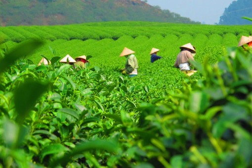 Coltivazioni di tè in Vietnam Coltivazioni di tè in Vietnam