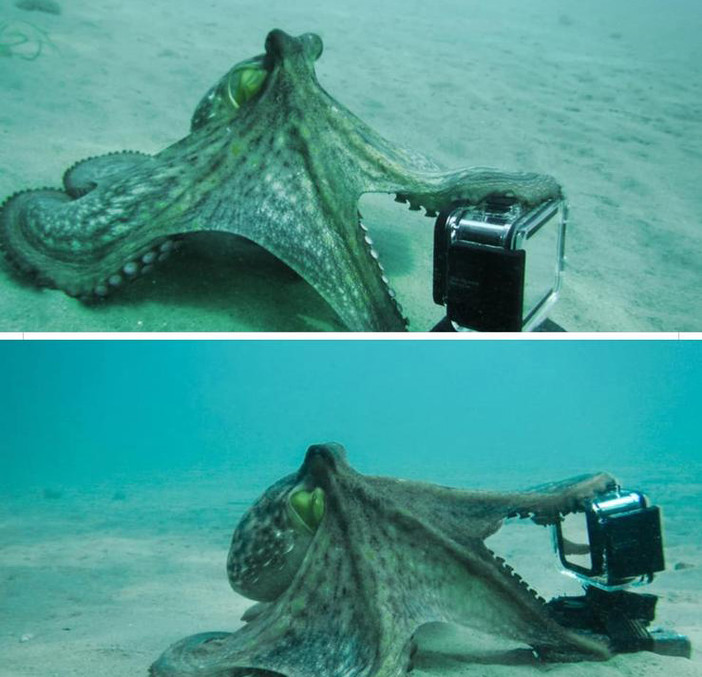 immagine tratta dalla pagina Facebook del Comune di Borghetto Santo Spirito