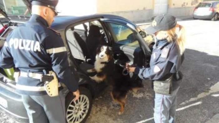 Finale, unità cinofile della Polizia a scuola. Beccati due studenti con alcuni grammi di hashish