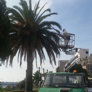 Lotta al punteruolo rosso ad Albissola Marina