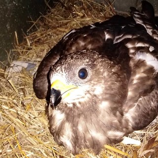 Poiana ferita a Stella soccorsa dalla Protezione Animali