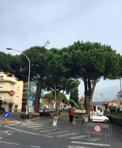 Pini pericolanti a Loano: esposto al sindaco contro il taglio