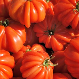 “Albenga in tavola”: dal 30 maggio è la settimana del pomodoro cuore di bue