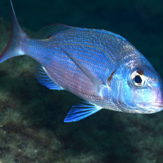 Campionati italiani di safari fotosub a Bergeggi, il direttore Virzi: "Un record di biodiversità"