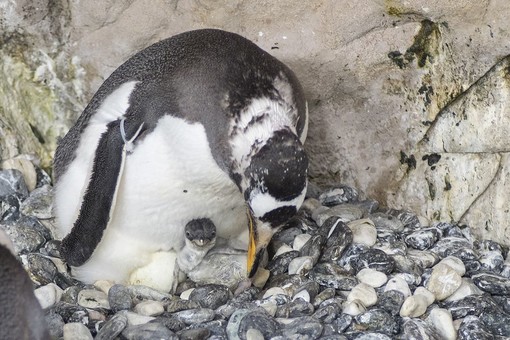 Nasce un pulcino di pinguino papua all'Acquario di Genova