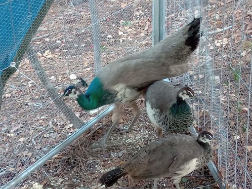 Albisola, al Parco Zambellini sbarcano i pavoni: sono stati presi nel parco di Arenzano Albisola, al Parco Zambellini sbarcano i pavoni: sono stati presi nel parco di Arenzano