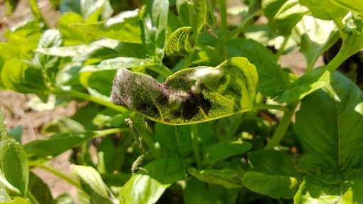 Serial killer in azione in Liguria: colpito il Basilico!