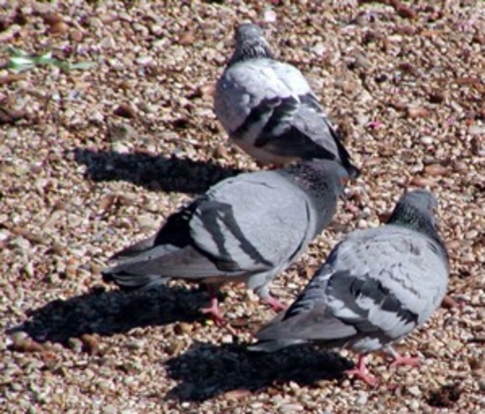Savona: causa di interdizione contro la donna dei piccioni