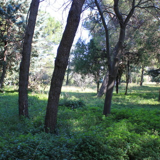 Lettera aperta di Roberto Nicolick: "Il parco Astengo del San Paolo di Savona, una opportunità"