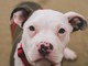 Bimbo azzannato da un pitbull, è grave al Gaslini Bimbo azzannato da un pitbull, è grave al Gaslini