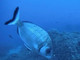 Salvaguardia della fauna del mare, l'appello dell'Enpa: "Osservate la meravigliosa vita marina senza ucciderla"